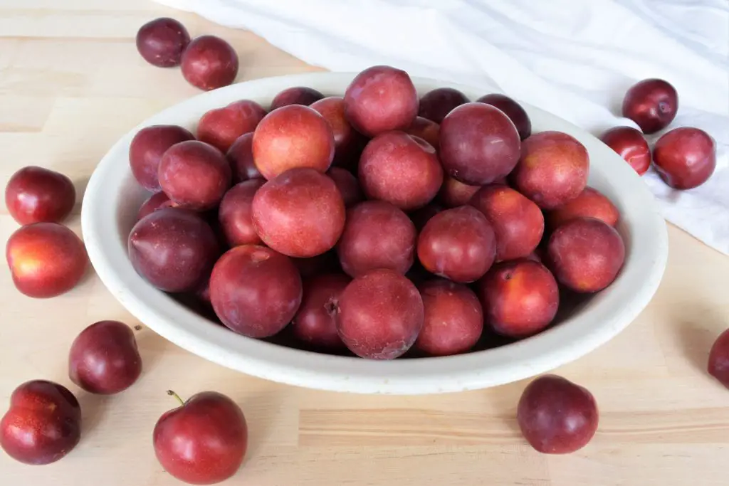 Fresh plums for baking recipe