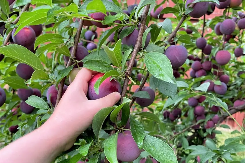 Fresh picked plum recipe