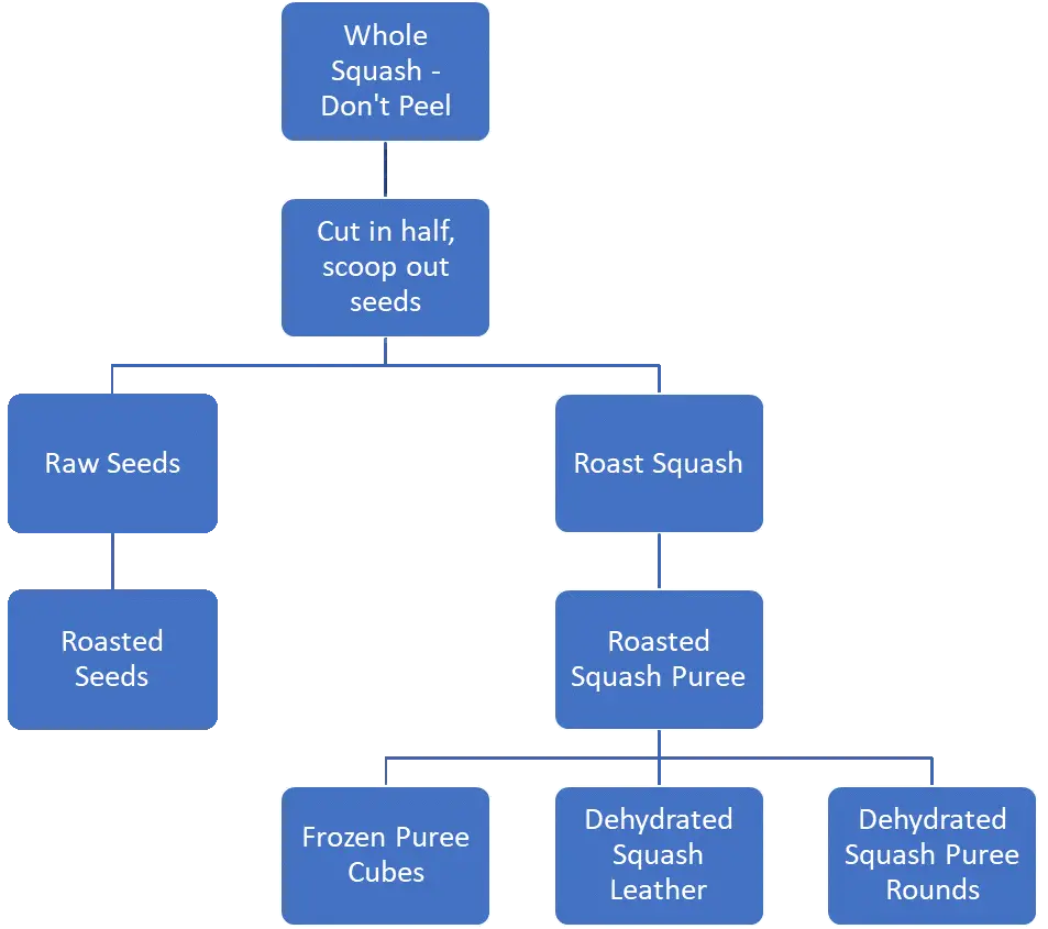 squash presentation graph seeds and roasted squash