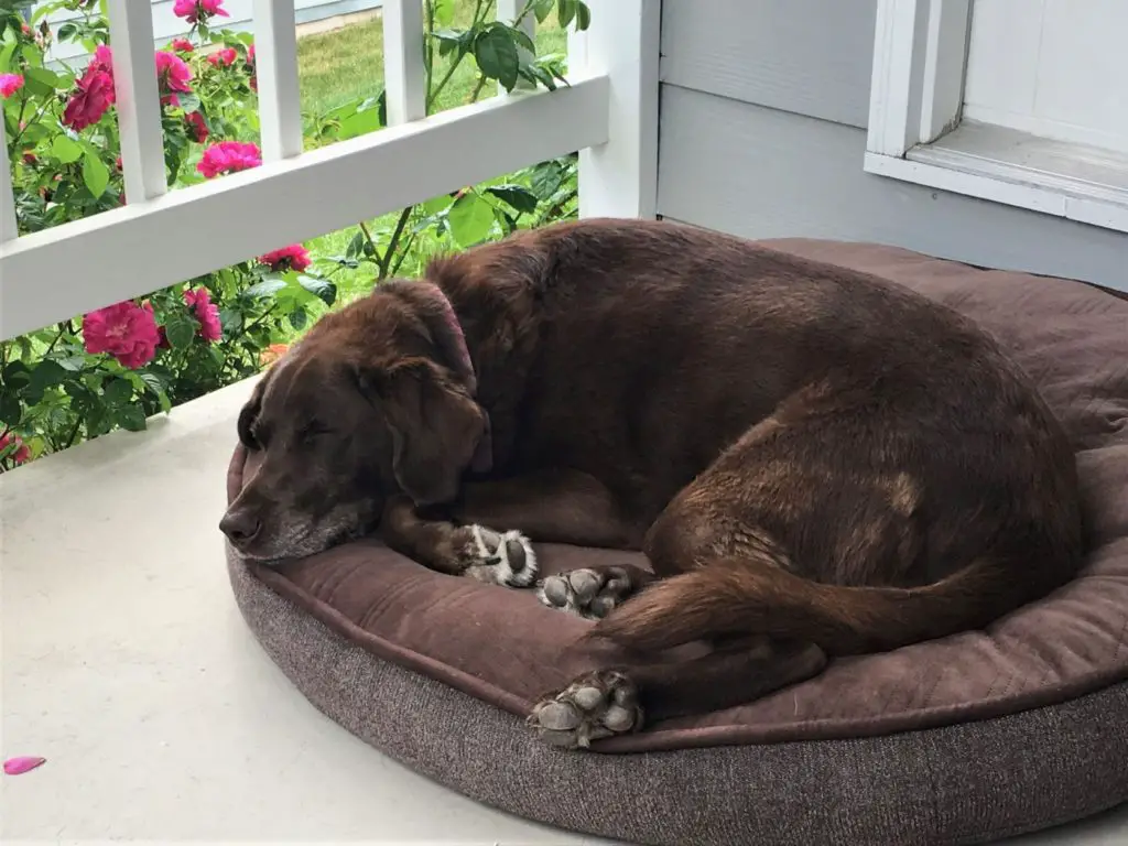 Chocolate lab laying on dog bed