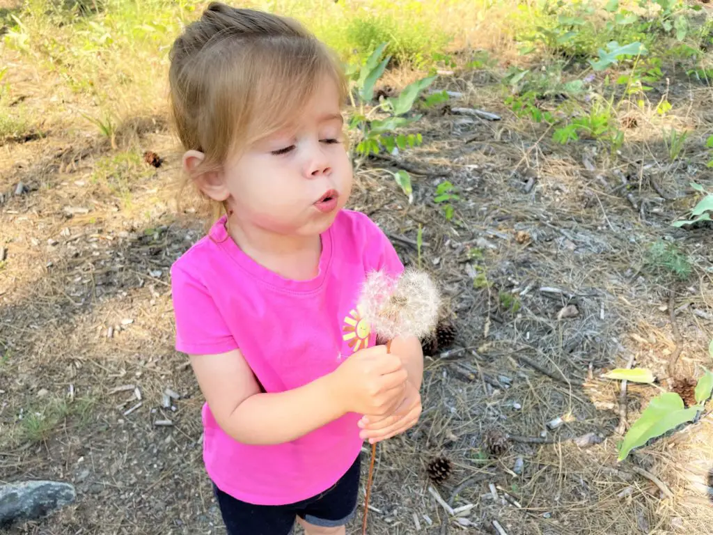 Young girl blowing a dandelion puff - this bread will rise
